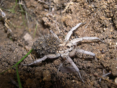 TARENTULA HISPANICA